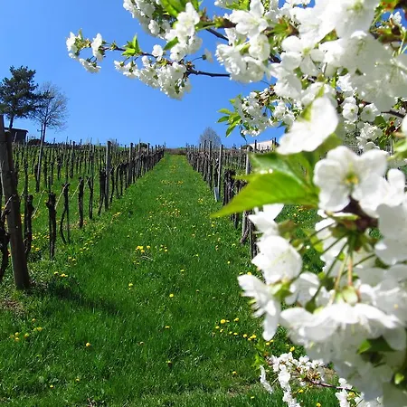 Weingut Dietl *